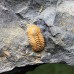 Litavkaspis rejkovicensis